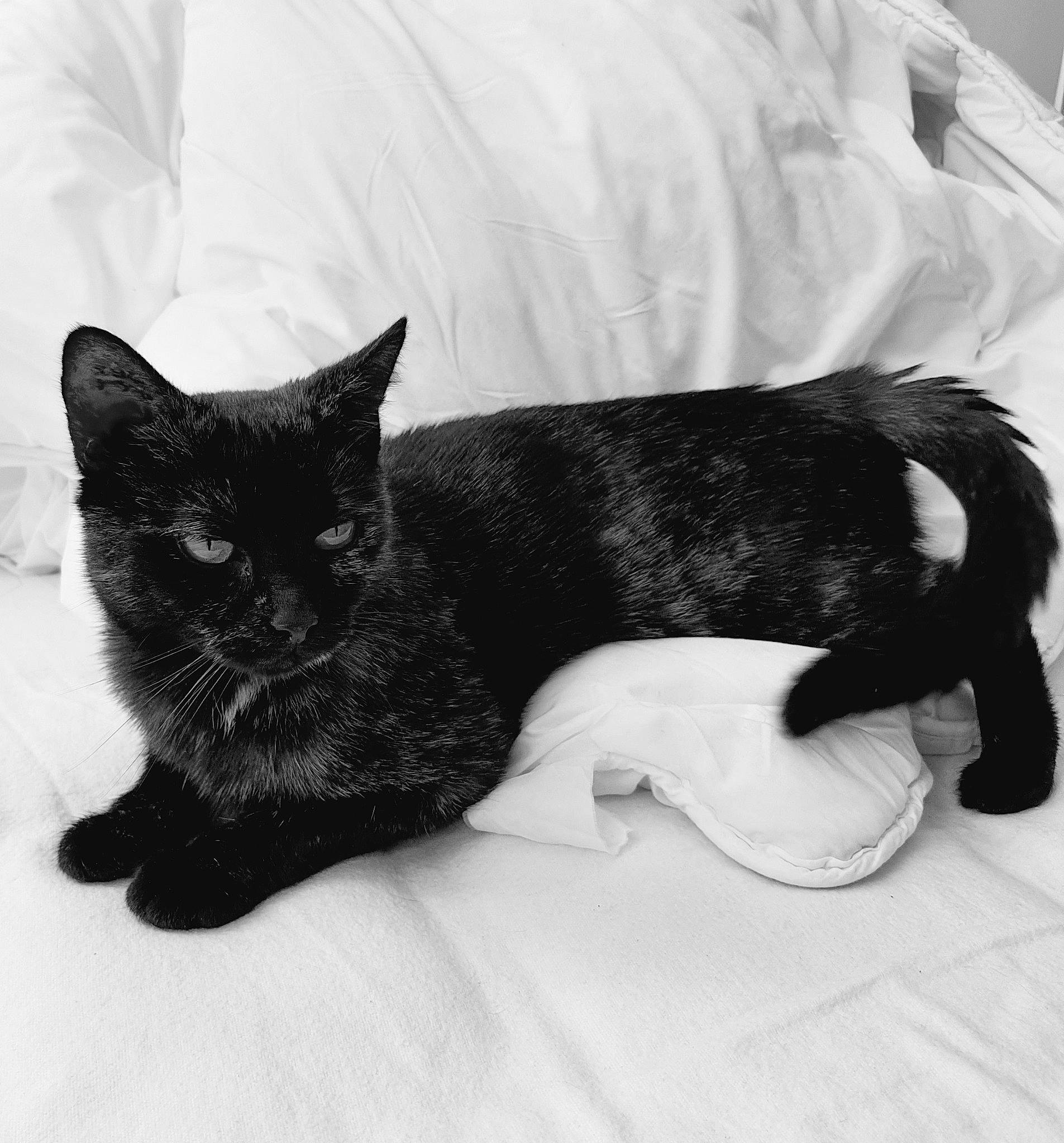 Bastet participe au concours pour gagner de l'argent avec cette photo : black_and_white, black_cat, carnivore, cat, claw, comfort, domestic_short_haired_cat, felidae, fur, gesture, grey, mammal, monochrome, monochrome_photography, paw, small_to_medium_sized_cats, snout, tail, vertebrate, whiskers