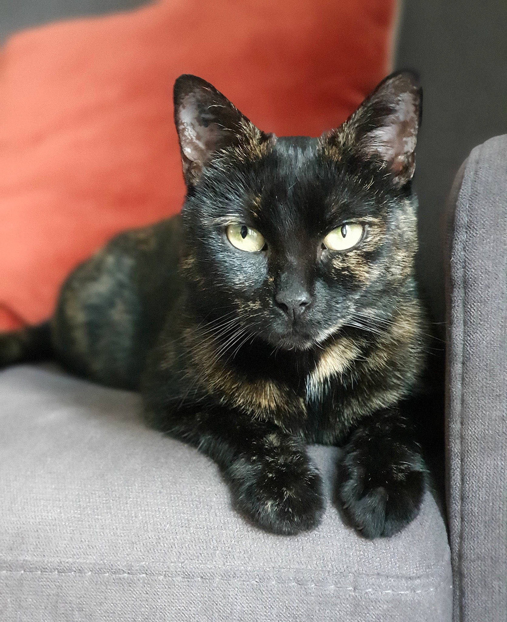 Bastet a rejoint le concours — aidez-le/la à gagner de superbes lots ! black_cat, bombay, carnivore, cat, claw, domestic_short_haired_cat, felidae, fur, paw, sitting, small_to_medium_sized_cats, snout, tail, terrestrial_animal, whiskers