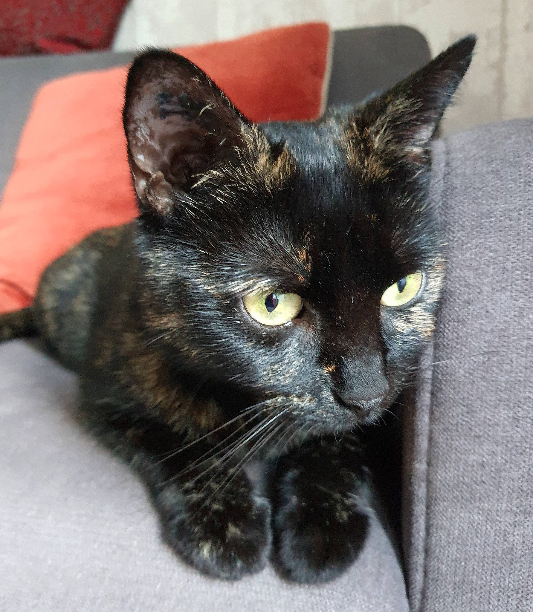 Bastet participe au concours pour gagner de l'argent avec cette photo : black_cat, bombay, carnivore, cat, cat_furniture, claw, domestic_short_haired_cat, eye, felidae, fur, havana_brown, head, paw, small_to_medium_sized_cats, snout, tail, terrestrial_animal, whiskers, window