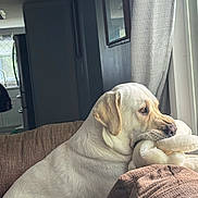 Casper is registered to the contest to win money with this photo: dog, white_dog, labrador, indoors, couch, plush_toy, window, curtain, brown_furniture, pet, animal, domestic, relaxed, side_view, natural_light, cozy, home, looking_out, soft_texture, resting