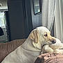 dog, white_dog, labrador, indoors, couch, plush_toy, window, curtain, brown_furniture, pet, animal, domestic, relaxed, side_view, natural_light, cozy, home, looking_out, soft_texture, resting