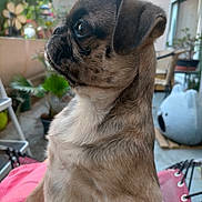 Aska participe au concours pour gagner de l'argent avec cette photo : pug, puppy, dog, pet, animal, outdoor, balcony, plants, furniture, hammock, pink, cute, portrait, side_view, young, domestic, fur, ears, snout, eyes