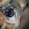 Aska participe au concours pour gagner de l'argent avec cette photo : dog, pug, pet, animal, cute, indoors, couch, fur, portrait, mammal, small_dog, canine, laying_down, tongue_out, looking_at_camera, brown, black_nose, ears, whiskers, companion