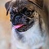 Aska participe au concours pour gagner de l'argent avec cette photo : dog, puppy, pug, tongue_out, close_up, cute, pet, animal, face, fur, small_dog, domestic_animal, mammal, friendly, adorable, young, looking, brown, black, blurred_background