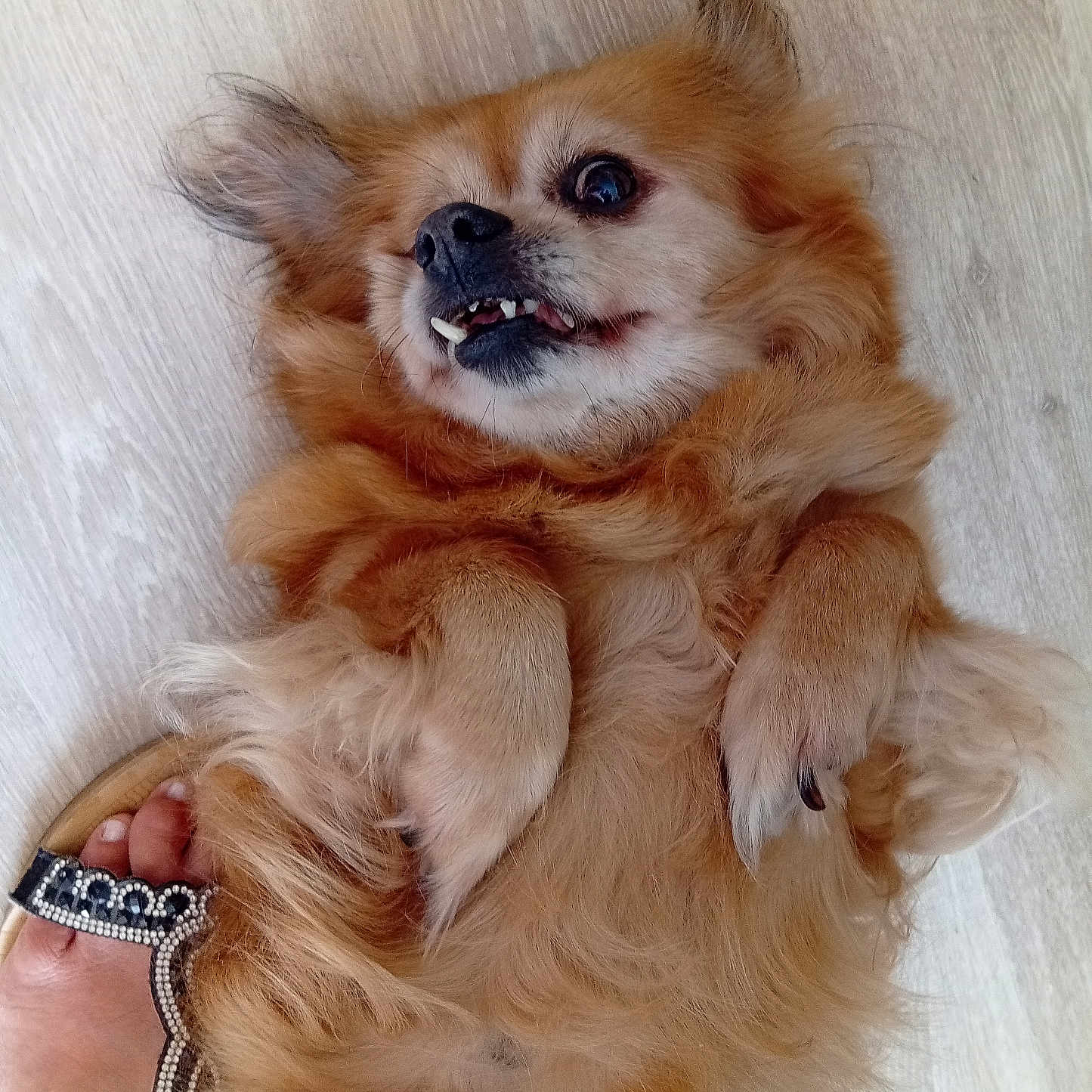 Chipie participe au concours pour gagner de l'argent avec cette photo : animal, close_up, cute, decorative_sandal, dog, domestic_animal, expression, fluffy, foot, fur, indoor, lying_down, paw, pet, playful, relaxed, sandal, small_dog, teeth, wooden_floor