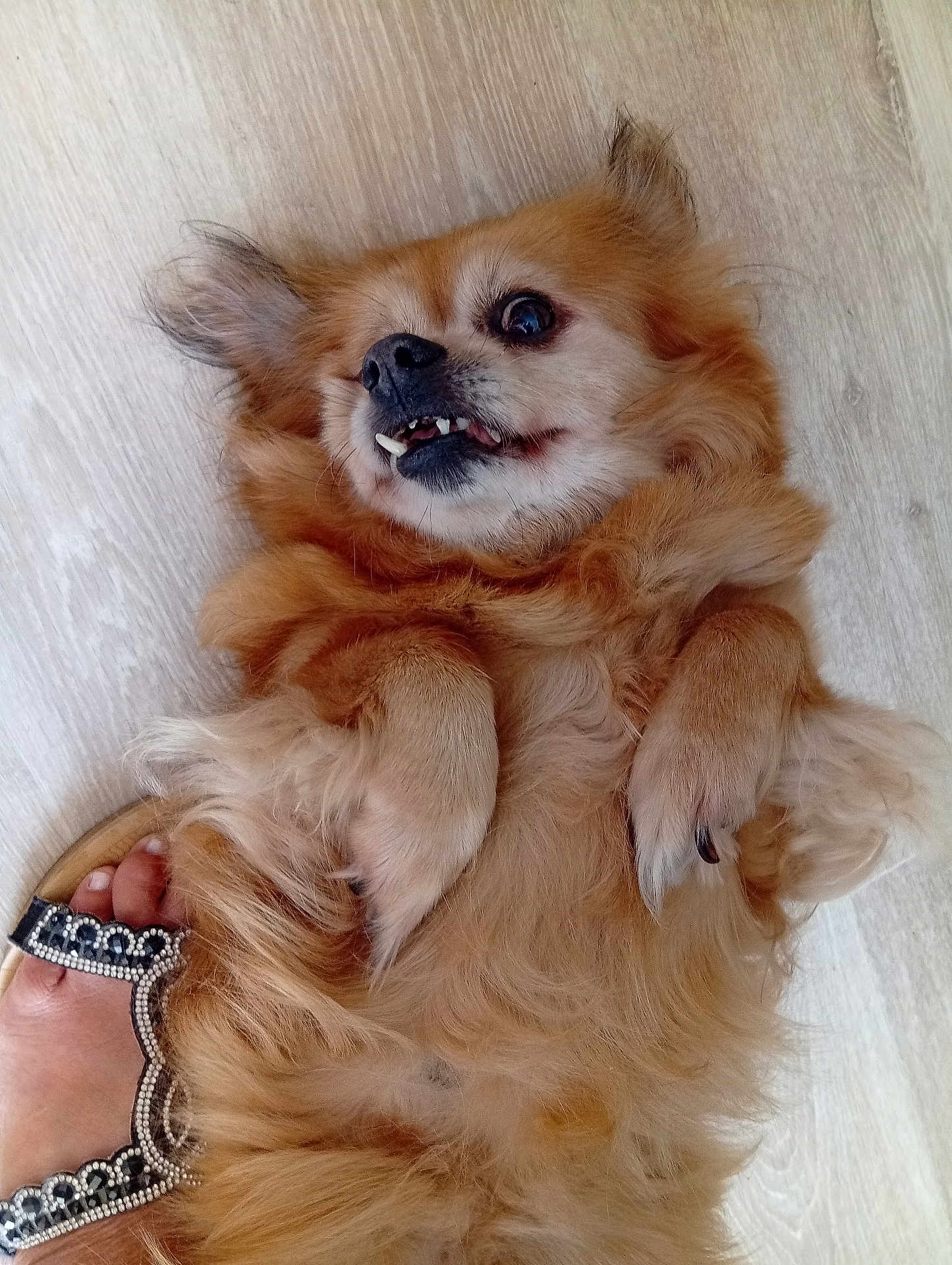 Chipie