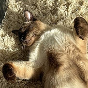Sultan participe au concours pour gagner de l'argent avec cette photo : cat, siamese, sleeping, fluffy_rug, indoor, pet, feline, relaxed, sunlight, fur, whiskers, paw, cozy, resting, animal, domestic, cute, soft, closeup, peaceful