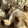 cat, siamese, sleeping, fluffy_rug, indoor, pet, feline, relaxed, sunlight, fur, whiskers, paw, cozy, resting, animal, domestic, cute, soft, closeup, peaceful