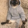 Sultan participe au concours pour gagner de l'argent avec cette photo : cat, siamese_cat, hoodie, clothing, pet, blue_eyes, furry, sitting, fluffy_rug, indoor, cute, cozy, animal, portrait, feline, domestic_animal, soft_texture, relaxed, looking_at_camera, casual