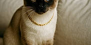 Sultan a rejoint le concours — aidez-le/la à gagner de superbes lots ! cat, siamese_cat, blue_eyes, gold_chain, pet, feline, indoor, couch, beige, fur, whiskers, portrait, animal, sitting, cute, domestic_animal, closeup, looking_at_camera, house_pet, cozy