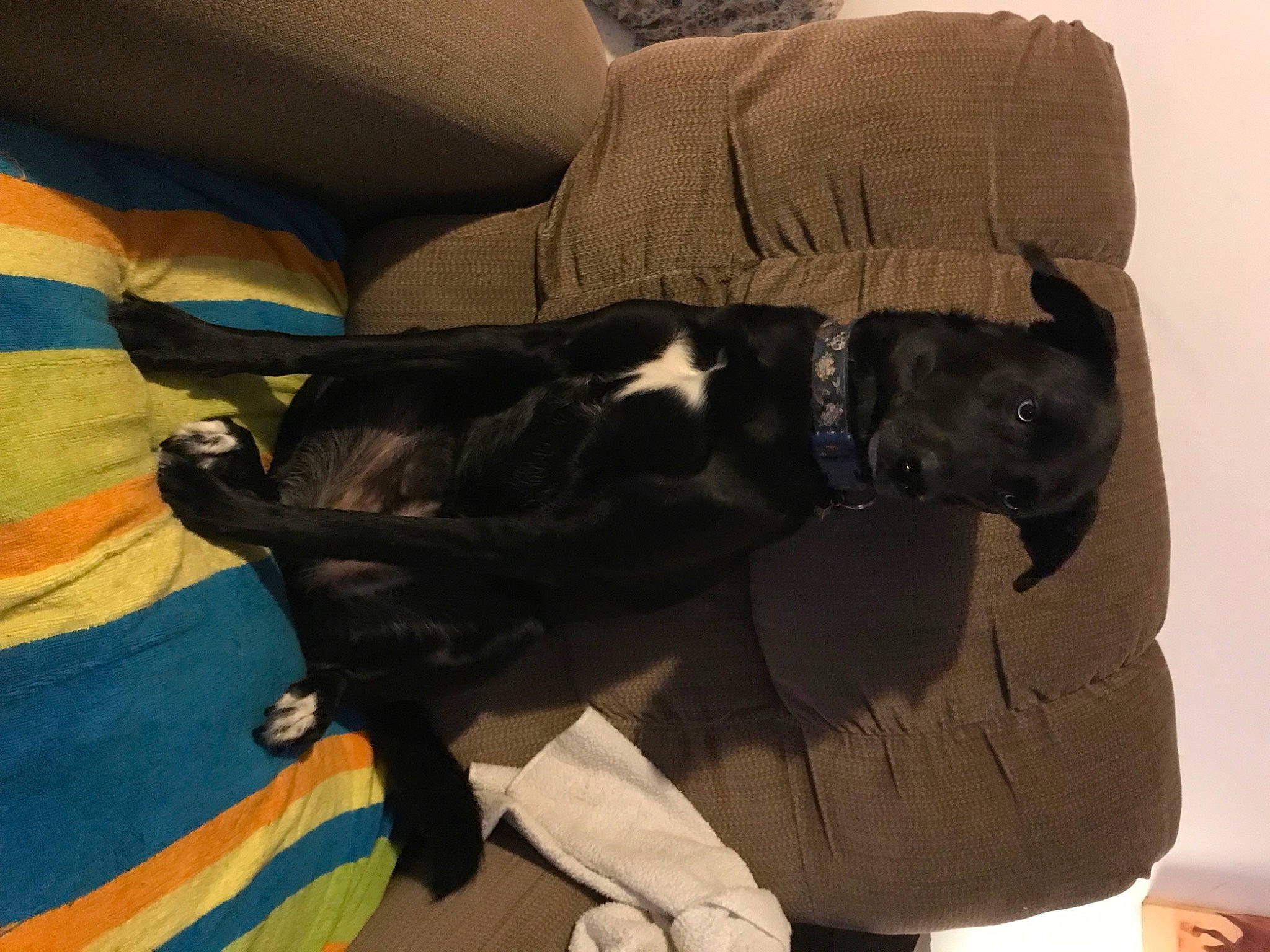 Ellie Mae joined the competition — help win amazing prizes! brown, canidae, carnivore, comfort, companion_dog, couch, dog, dog_breed, fawn, fur, guard_dog, linens, non_sporting_group, room, sporting_group, tail, terrestrial_animal, tints_and_shades, working_animal