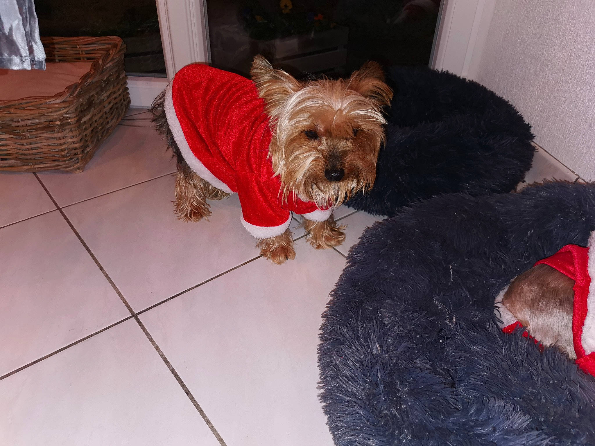 Jude participe au concours pour gagner de l'argent avec cette photo : australian_silky_terrier, australian_terrier, biewer_terrier, cairn_terrier, canidae, carnivore, companion_dog, dog, dog_breed, dog_clothes, mammal, norwich_terrier, small_terrier, snout, sporting_group, sporting_lucas_terrier, terrier, toy_dog, vertebrate, yorkshire_terrier