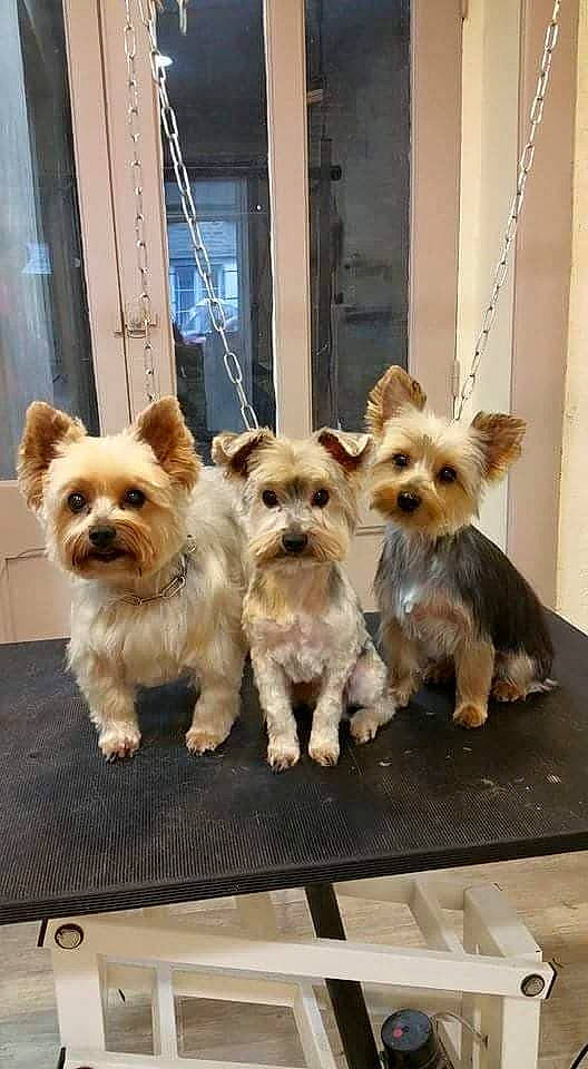 Jude a rejoint le concours — aidez-le/la à gagner de superbes lots ! australian_silky_terrier, biewer_terrier, cairn_terrier, canidae, carnivore, companion_dog, dog, dog_breed, fawn, mammal, morkie, norwich_terrier, puppy, rare_breed_dog, shih_tzu, small_terrier, terrier, toy_dog, vertebrate, yorkshire_terrier