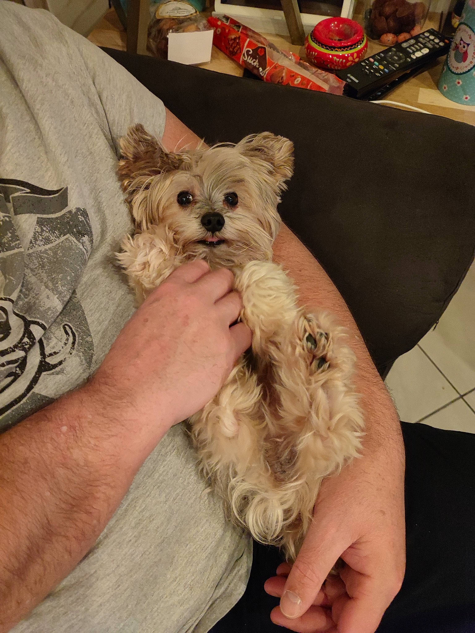 Inky participe au concours pour gagner de l'argent avec cette photo : canidae, carnivore, comfort, companion_dog, dog, dog_breed, dog_clothes, dog_supply, ear, fawn, fur, maltepoo, nail, small_terrier, snout, sporting_group, terrier, toy_dog, working_animal, yorkipoo