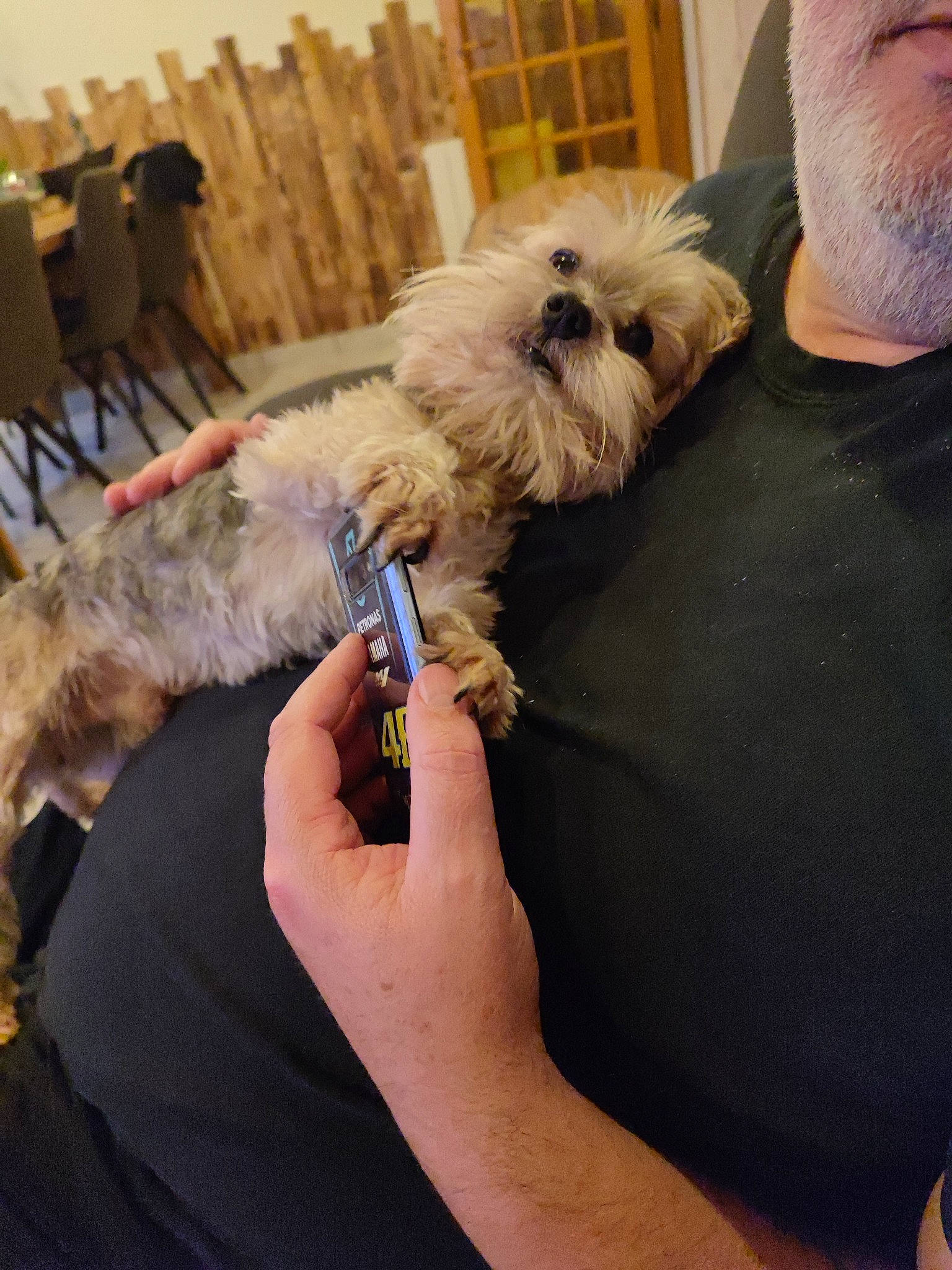 Inky participe au concours pour gagner de l'argent avec cette photo : beard, canidae, carnivore, comfort, companion_dog, dog, dog_breed, dog_supply, ear, eyewear, fawn, fur, maltepoo, puppy_love, small_terrier, snout, sporting_group, terrier, toy_dog, working_animal