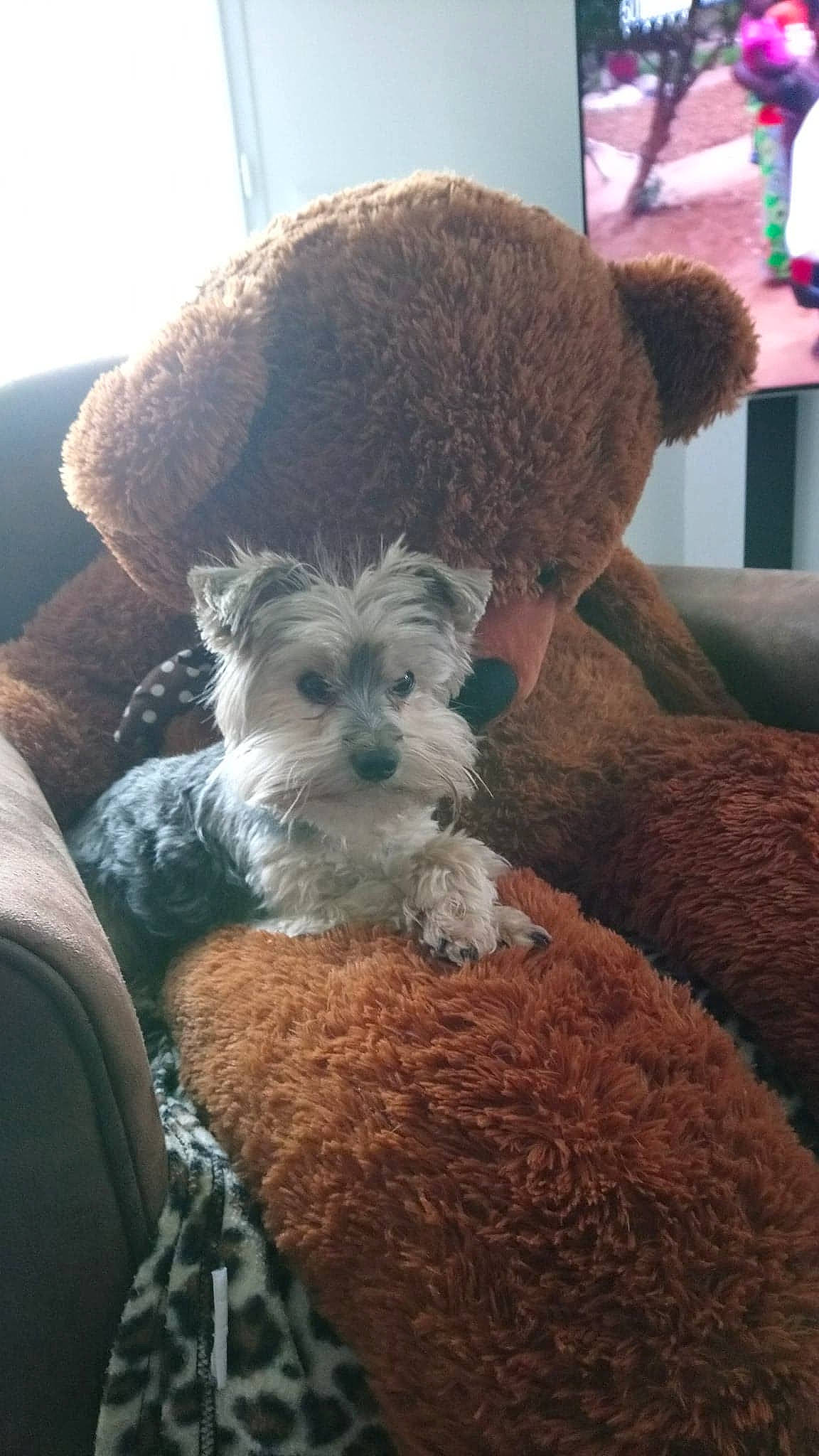 Inky participe au concours pour gagner de l'argent avec cette photo : canidae, carnivore, comfort, companion_dog, dog, dog_breed, dog_supply, fur, lakeland_terrier, non_sporting_group, schnauzer, small_terrier, snout, sporting_group, terrier, toy_dog, water_dog, working_animal