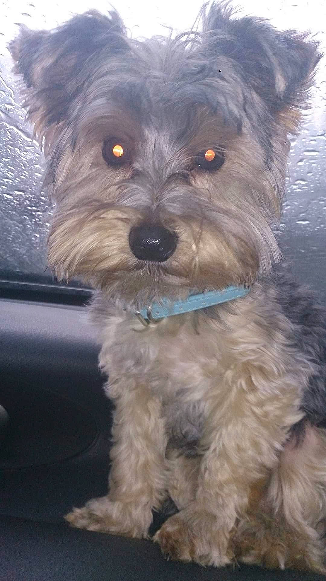 Inky participe au concours pour gagner de l'argent avec cette photo : canidae, carnivore, collar, companion_dog, dog, dog_breed, dog_collar, fur, maltepoo, non_sporting_group, poodle_crossbreed, shih_poo, small_terrier, snout, sporting_group, terrier, toy_dog, water_dog, working_animal, yorkipoo