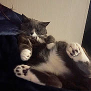 Baybay is registered to the contest to win money with this photo: cat, pet, animal, feline, paws, fur, whiskers, sleepy, resting, indoor, blanket, cozy, cute, mammal, domestic, relaxed, soft, closeup, lying_down, tabby