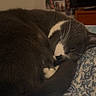 Baybay joined the competition — help win amazing prizes! cat, gray_cat, white_paws, curled_up, sleepy, bedroom, blanket, patterned_blanket, indoor, feline, whiskers, tail, resting, cozy, pet, domestic_cat, wall_photos, tv, furniture, closeup