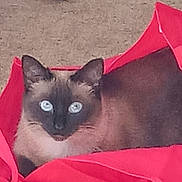 T.t is registered to the contest to win money with this photo: cat, siamese_cat, blue_eyes, red_bag, tote_bag, carpet, indoor, pet, animal, feline, relaxed, toy, colorful, ears, whiskers, fur, looking, closeup, domestic_cat, resting