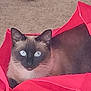 cat, siamese_cat, blue_eyes, red_bag, tote_bag, carpet, indoor, pet, animal, feline, relaxed, toy, colorful, ears, whiskers, fur, looking, closeup, domestic_cat, resting