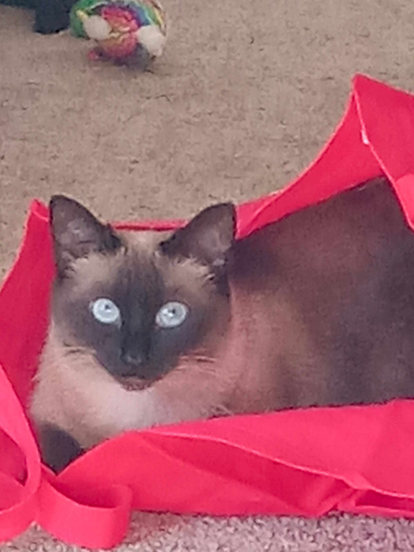 T.t is registered to the contest to win money with this photo: cat, siamese_cat, blue_eyes, red_bag, tote_bag, carpet, indoor, pet, animal, feline, relaxed, toy, colorful, ears, whiskers, fur, looking, closeup, domestic_cat, resting
