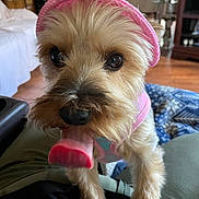 Lui Lui joined the competition — help win amazing prizes! animal, blanket, canine, close_up, curious, cute, dog, eyes, floor, fur, furniture, house, indoor, nose, paw, pet, pink_clothing, pink_hat, small_dog, tongue_out