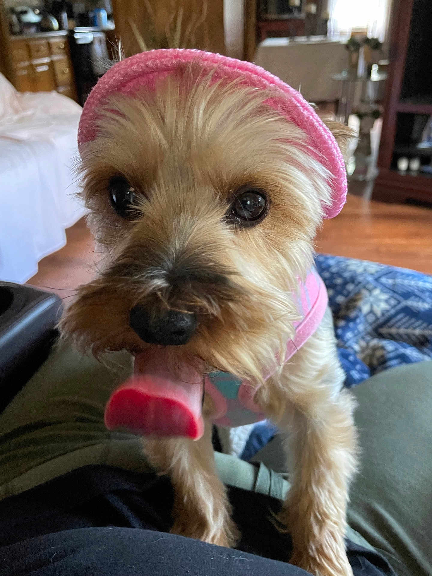 Lui Lui