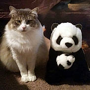 Grace joined the competition — help win amazing prizes! animal, brown, carpet, cat, companion, cozy, curious, cute, domestic, feline, fluffy, indoor, panda, pet, plush_toy, sitting, soft, stuffed_animal, toy, white