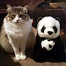 animal, brown, carpet, cat, companion, cozy, curious, cute, domestic, feline, fluffy, indoor, panda, pet, plush_toy, sitting, soft, stuffed_animal, toy, white