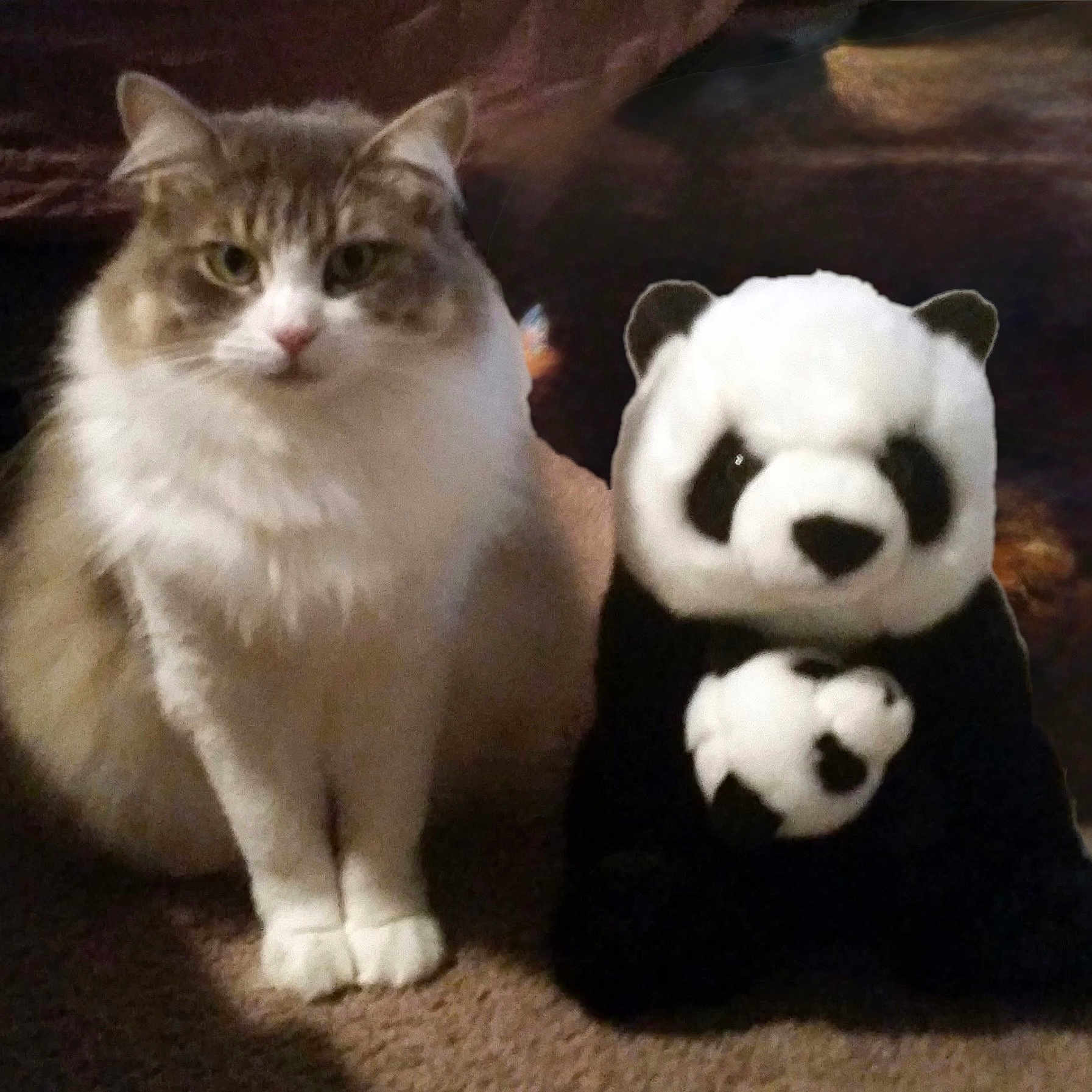 Grace joined the competition — help win amazing prizes! animal, brown, carpet, cat, companion, cozy, curious, cute, domestic, feline, fluffy, indoor, panda, pet, plush_toy, sitting, soft, stuffed_animal, toy, white