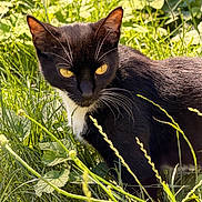 Mochi is registered to the contest to win money with this photo: animal, black_cat, cat, closeup, curious, daylight, feline, grass, greenery, mammal, nature, outdoor, pets, plant, portrait, sunlight, whiskers, white_fur, wildlife, yellow_eyes