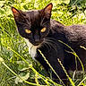 animal, black_cat, cat, closeup, curious, daylight, feline, grass, greenery, mammal, nature, outdoor, pets, plant, portrait, sunlight, whiskers, white_fur, wildlife, yellow_eyes