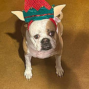 Mary Shelly joined the competition — help win amazing prizes! dog, bulldog, pet, animal, costume, elf_hat, indoor, brown_floor, looking_up, cute, funny, holiday, festive, portrait, canine, domestic_animal, four_legs, whiskers, ears, expression