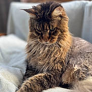 Mozart participe au concours pour gagner de l'argent avec cette photo : cat, fluffy, long_hair, paw, relaxed, indoor, blanket, furniture, soft, pet, animal, mammal, resting, cozy, fur, whiskers, cute, portrait, domestic_cat, laying
