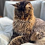 cat, fluffy, long_hair, paw, relaxed, indoor, blanket, furniture, soft, pet, animal, mammal, resting, cozy, fur, whiskers, cute, portrait, domestic_cat, laying