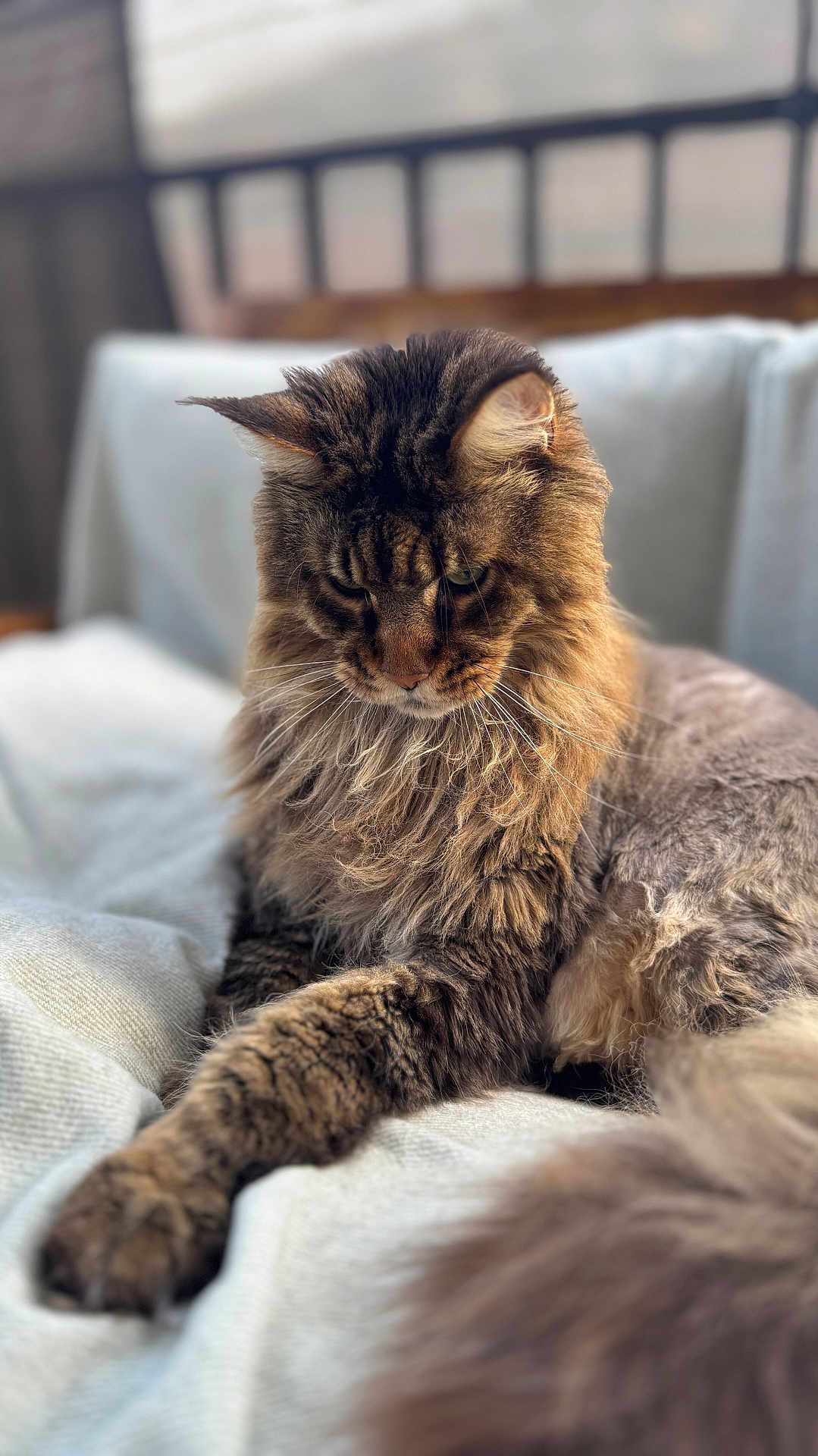 Mozart participe au concours pour gagner de l'argent avec cette photo : cat, fluffy, long_hair, paw, relaxed, indoor, blanket, furniture, soft, pet, animal, mammal, resting, cozy, fur, whiskers, cute, portrait, domestic_cat, laying