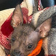 Baldwin is registered to the contest to win money with this photo: dog, hairless, close_up, blanket, cozy, orange, black, voyager, pet, ears, cute, wrapped, warm, indoor, snug, animal, portrait, looking, small_dog, furless