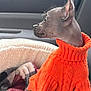 Baldwin joined the competition — help win amazing prizes! dog, hairless, orange_sweater, pet_bed, blanket, car_interior, window, seat, knitwear, animal, side_view, alert, curious, cozy, warm_clothing, domestic_animal, furry_friend, indoor, portrait, companion