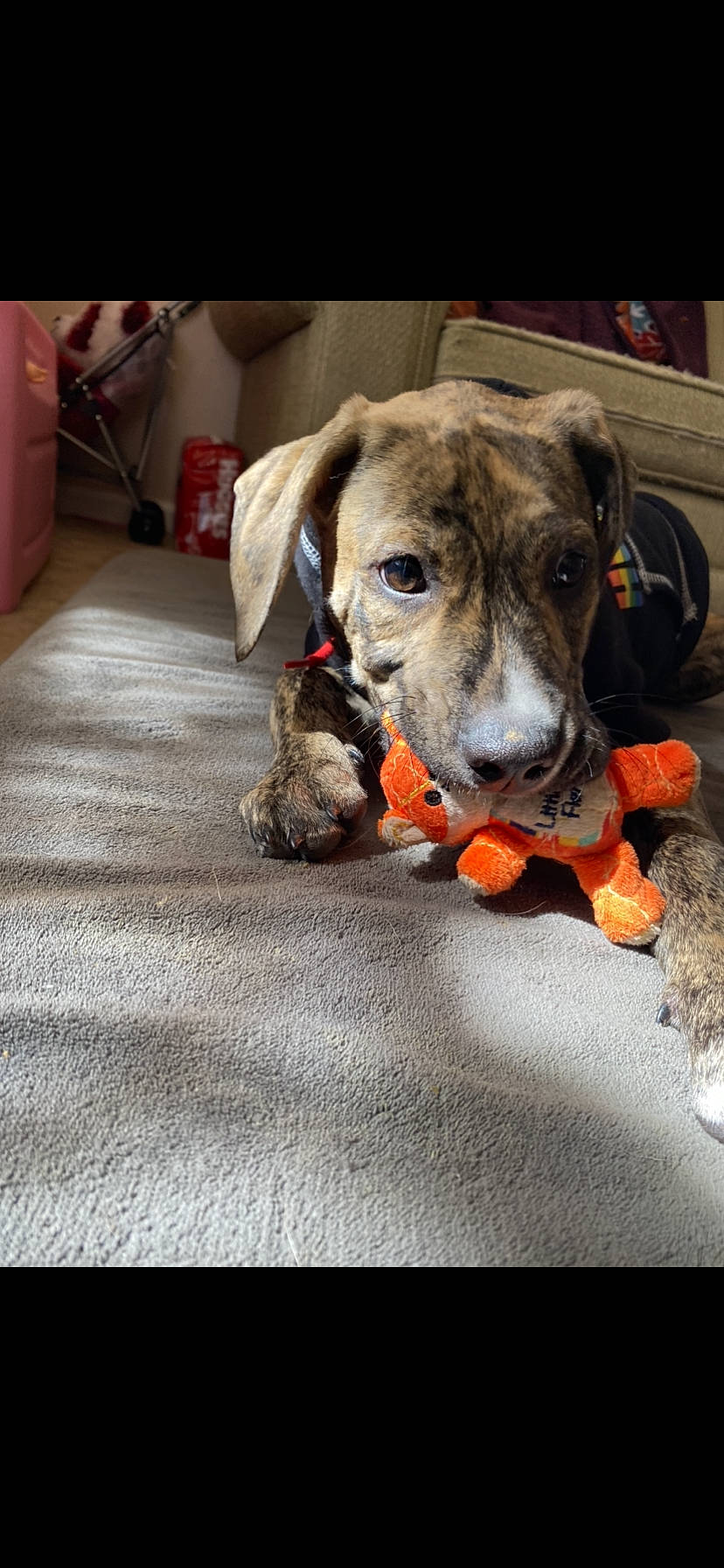 Archer joined the competition — help win amazing prizes! canidae, carnivore, comfort, companion_dog, dog, dog_breed, dog_clothes, dog_supply, flooring, fur, guard_dog, non_sporting_group, paw, pet_supply, snout, sporting_group, street_dog, tail, working_animal, working_dog