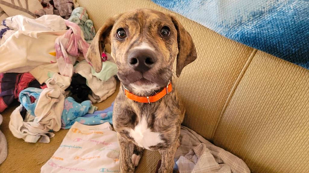 Archer is registered to the contest to win money with this photo: canidae, carnivore, collar, companion_dog, dog, dog_breed, dog_collar, dog_supply, fawn, fur, gun_dog, liver, mammal, pet_supply, pointing_breed, retriever, snout, sporting_group, whiskers, working_animal