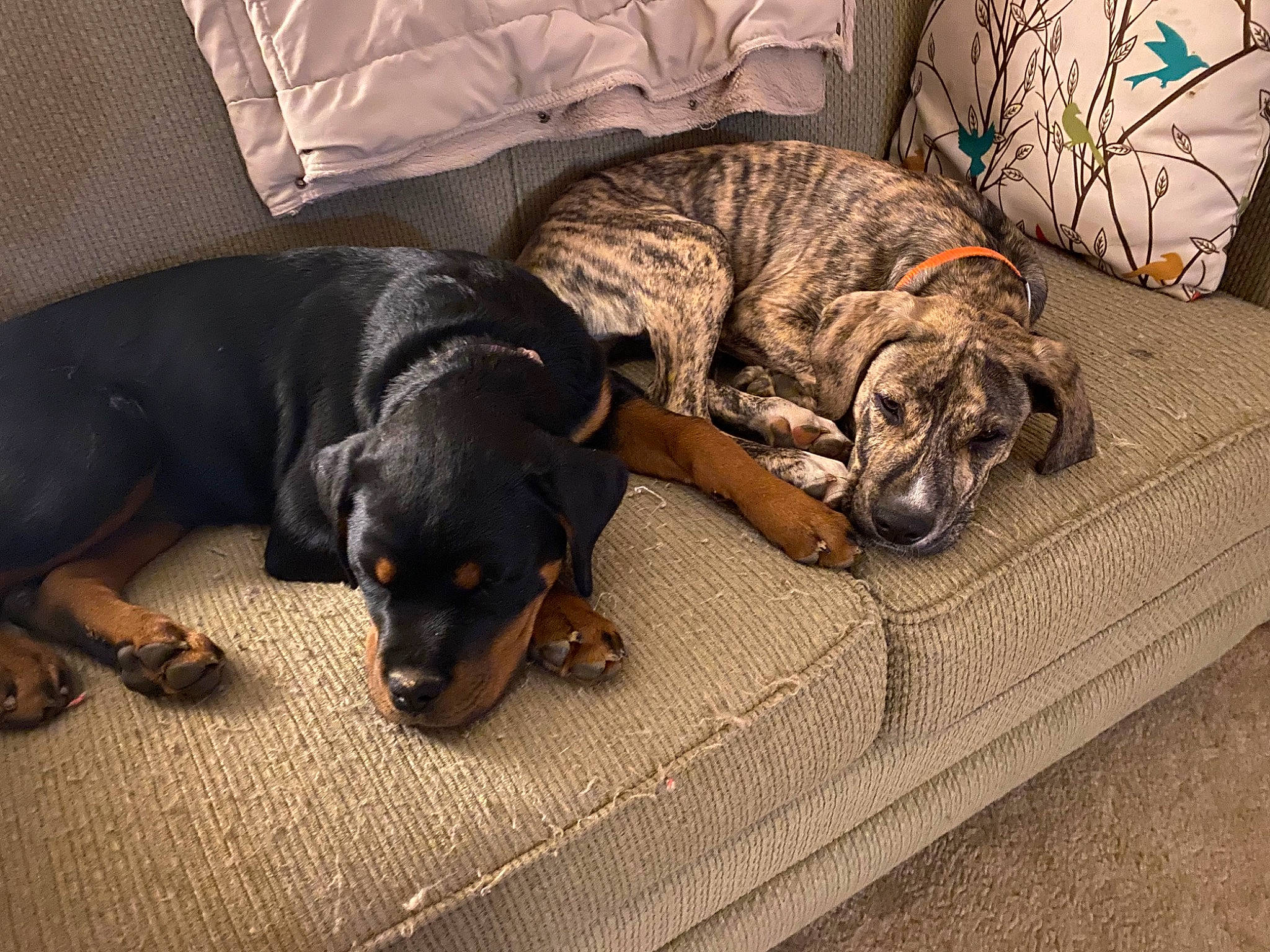 Archer joined the competition — help win amazing prizes! canidae, carnivore, comfort, companion_dog, dog, dog_breed, fawn, fur, guard_dog, liver, sporting_group, tail, toy_dog, working_animal, working_dog