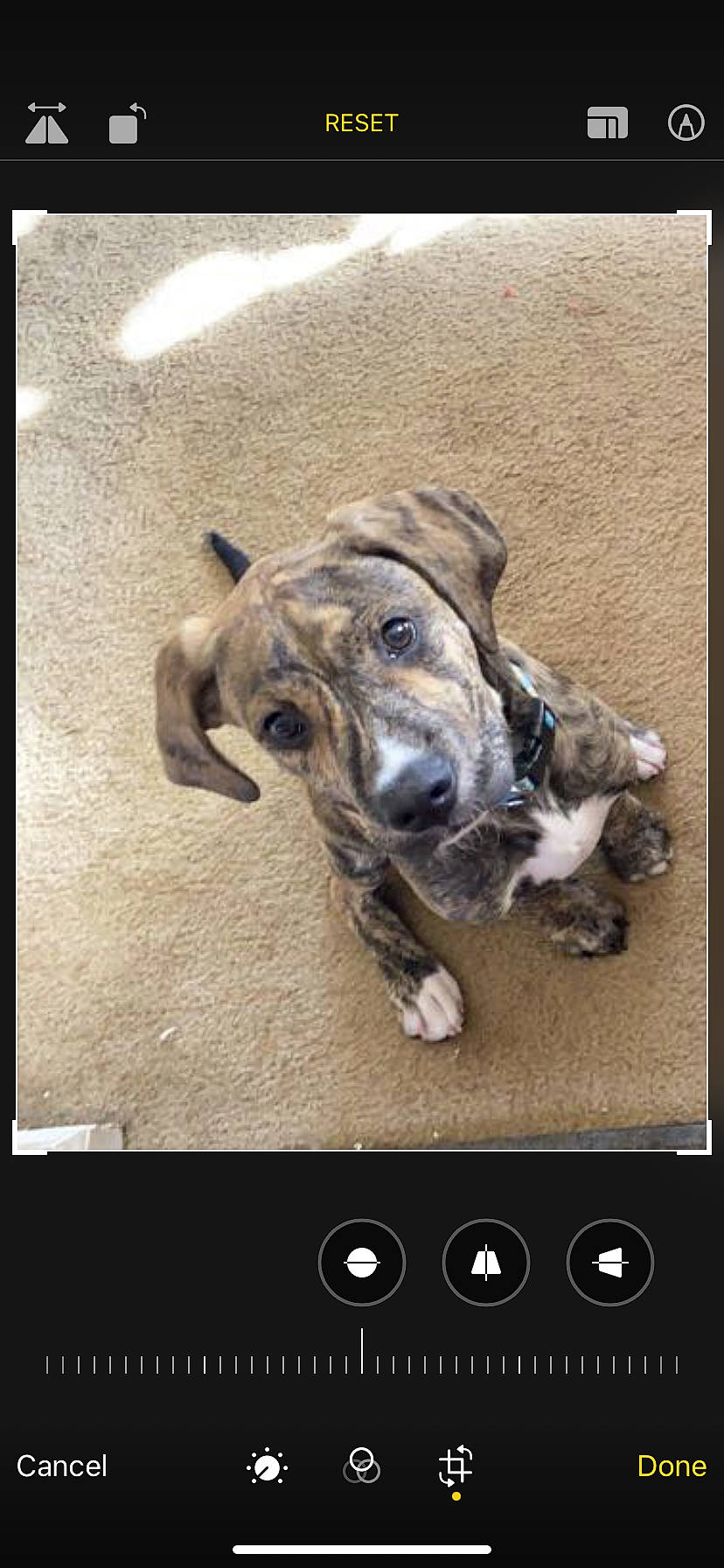 Archer is registered to the contest to win money with this photo: carnivore, companion_dog, dog, dog_breed, font, photo_caption, rectangle, sporting_group, terrestrial_animal, working_animal, working_dog