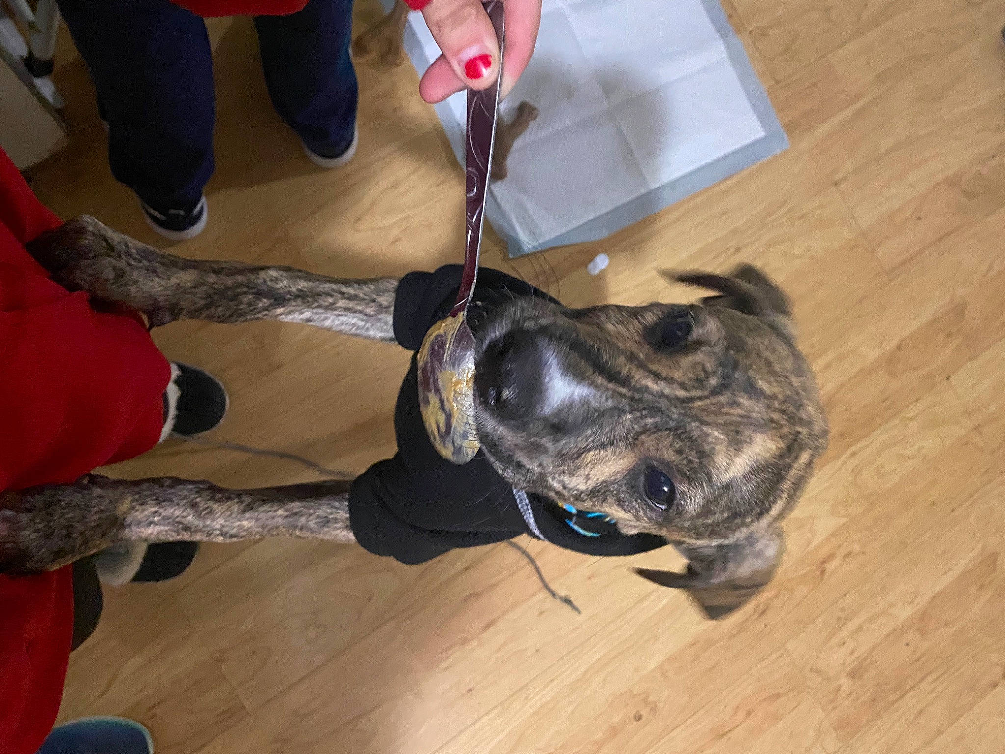 Archer joined the competition — help win amazing prizes! bag, boot, carmine, carnivore, dog, dog_breed, flooring, guard_dog, hardwood, human_leg, laminate_flooring, leg, luggage_and_bags, personal_protective_equipment, sporting_group, varnish, wood, wood_flooring, wood_stain, working_animal