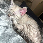 Snow participe au concours pour gagner de l'argent avec cette photo : abyssinian, angora, animal, cat, kitten, manx, person, pet, siamese, sleeping