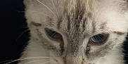 Snow participe au concours pour gagner de l'argent avec cette photo : abyssinian, angora, animal, cat, computerhardware, electronics, hardware, kitten, manx, monitor, pet, screen, siamese, text