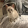 Snow participe au concours pour gagner de l'argent avec cette photo : animal, bed, bedroom, blanket, cat, clothing, couch, cushion, footwear, furniture, homedecor, indoors, kitten, linen, manx, pet, quilt, room, shoe, siamese