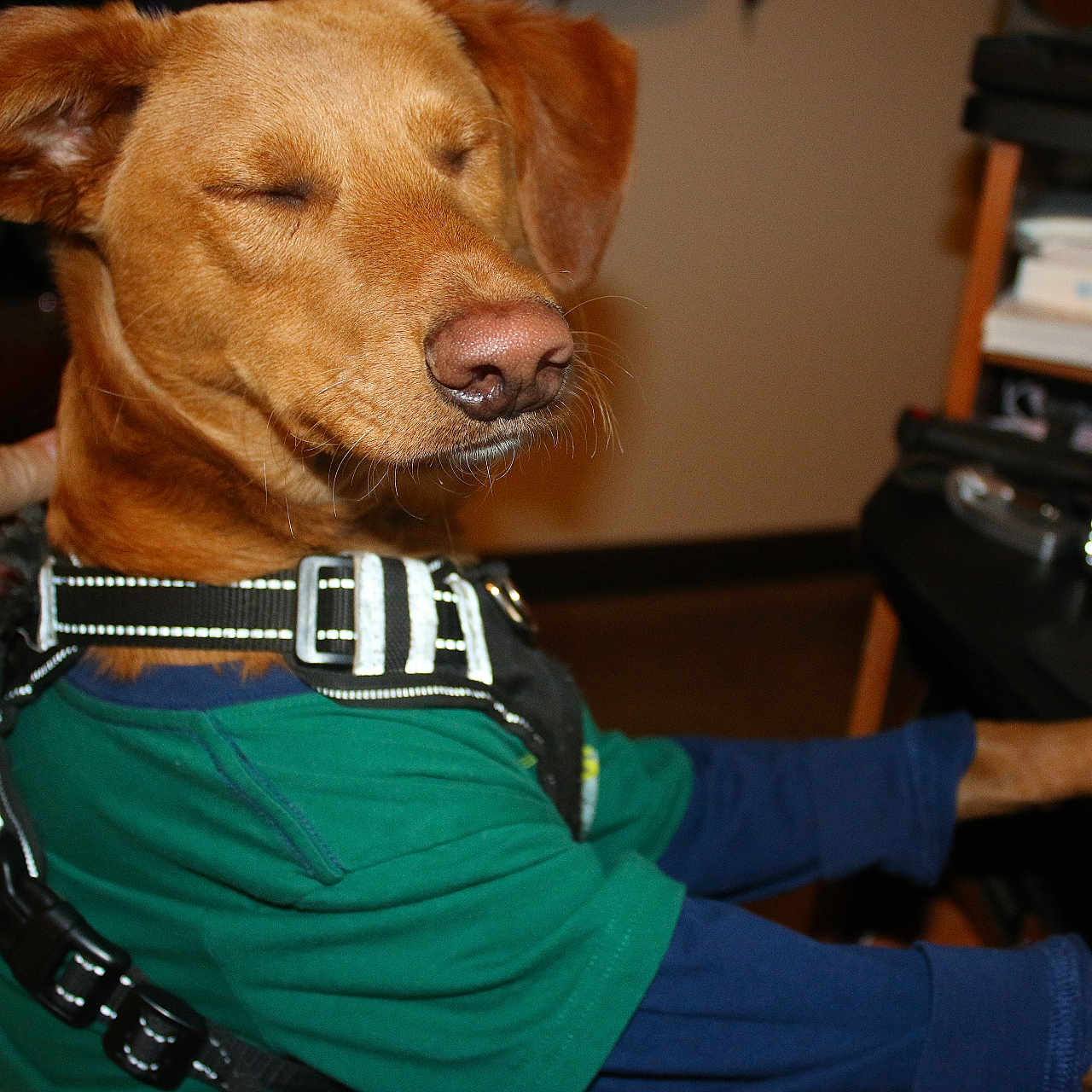 Charlie joined the competition — help win amazing prizes! accessories, animal, baby, belt, bodypart, canine, dog, electronics, finger, furniture, hand, harness, hound, labradorretriever, person, pet, policedog, puppy, shelf, strap