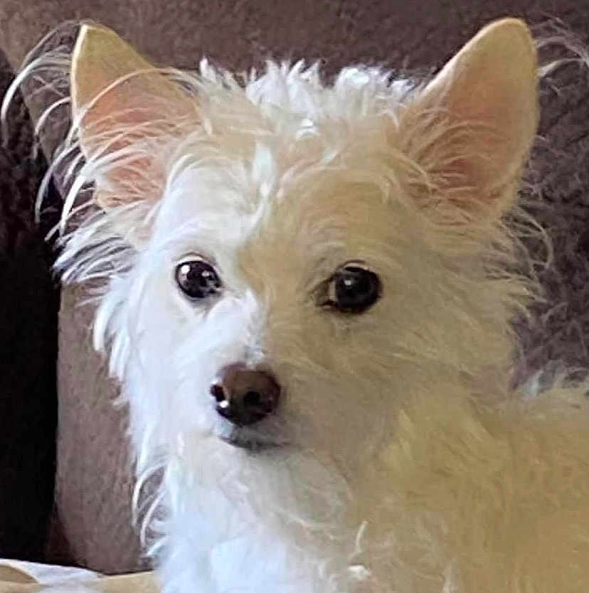 Snowball