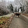 Togo a rejoint le concours — aidez-le/la à gagner de superbes lots ! dog, stick, road, frost, winter, trees, nature, outdoor, animal, brown_dog, path, forest, leaf_litter, rural, canine, playful, frozen, scenery, walking, branch
